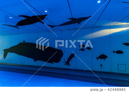 ルーセントアベニュー 42498985