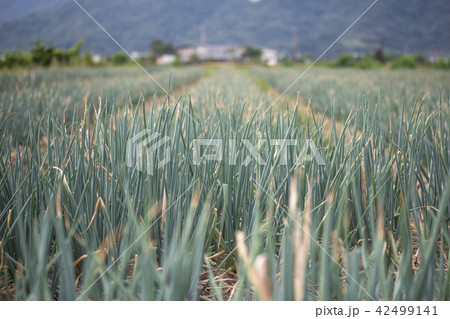 宜蘭 アリウム ネギ属 42499141