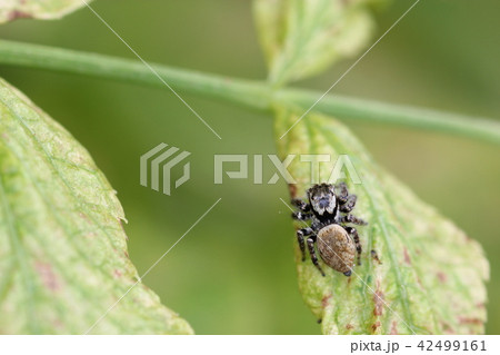 ネコハエトリのメス０４ 42499161