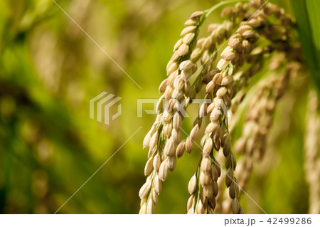 たんぼ 田んぼ 田圃 42499286