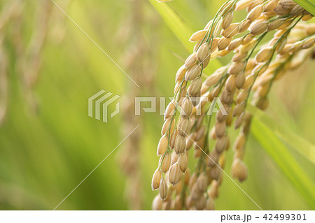 たんぼ 田んぼ 田圃 42499301