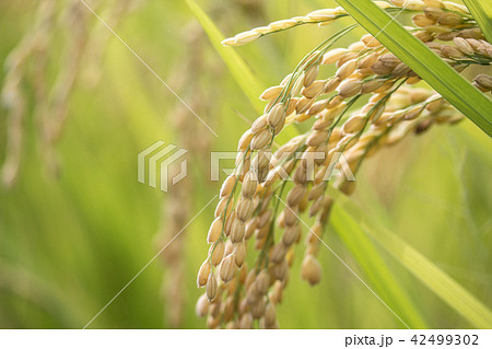 たんぼ 田んぼ 田圃 42499302