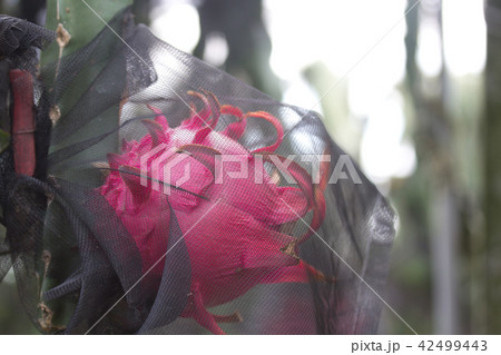 ピタヤ サンカクサボテン ドラゴンフルーツ 42499443