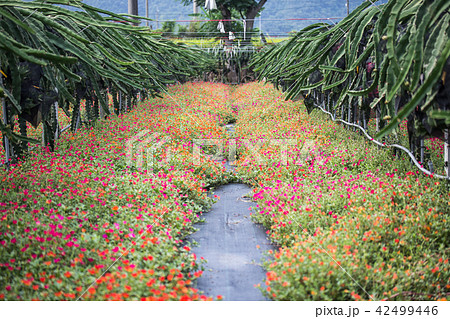 ピタヤ サンカクサボテン ドラゴンフルーツ 42499446