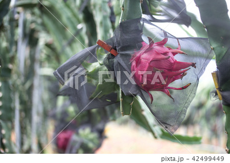 ピタヤ サンカクサボテン ドラゴンフルーツ 42499449