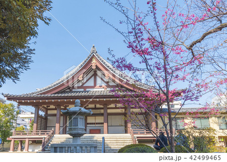 高円寺南にある長仙寺の本堂（東京都杉並区） 42499465