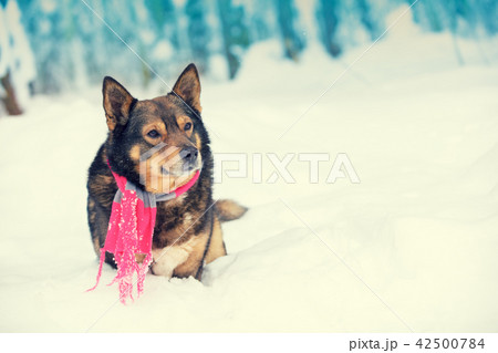 Portrait of a dog with knitted scarf Portrait of a dog with knitted scarf 42500784