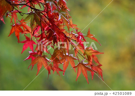 紅葉　中野もみじ山 42501089