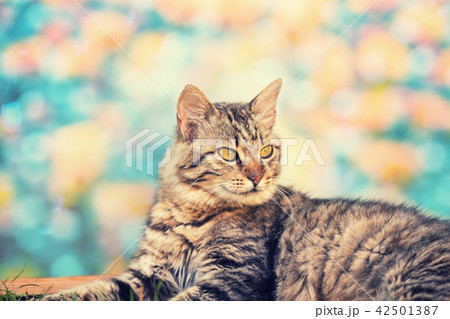 Cal lying in a garden against flowers Cal lying in a garden against flowers 42501387