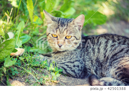 Cat relaxing outdoors in a grass in summer Cat relaxing outdoors in a grass in summer 42501388