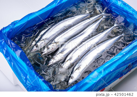 サンマ　食材 42501462