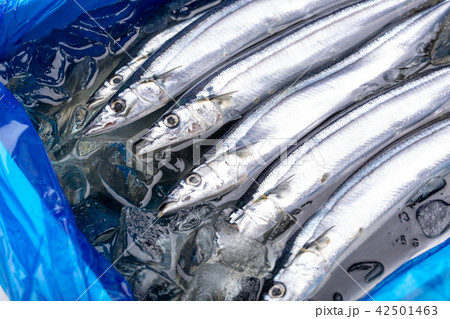 サンマ　食材 42501463