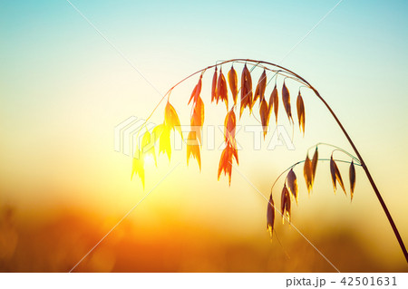 Golden sunset over an oat field Golden sunset over an oat field 42501631