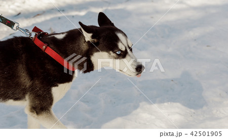 Closeup portrait of grumpy Siberian husky dog Closeup portrait of grumpy Siberian husky dog 42501905