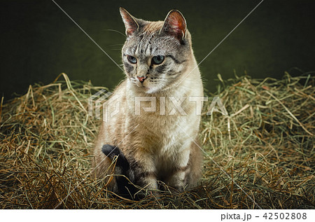 Cat in the Hay 42502808