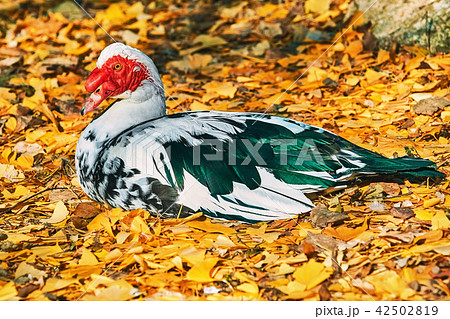 Resting Muscovy Duck 42502819