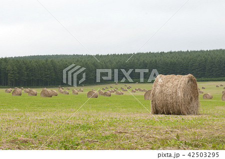 牧草コロコロ 42503295