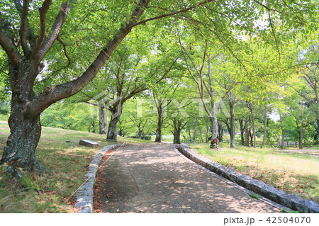 夏の公園 木陰の散歩道の写真素材