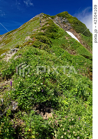鹿島槍ヶ岳稜線の高山植物群落 鹿島槍ヶ岳稜線の高山植物群落 42504109