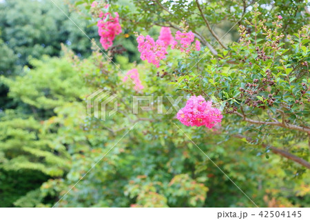 夏の公園　サルスベリの花 42504145