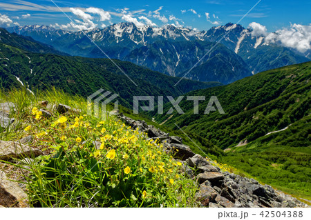 鹿島槍ヶ岳稜線・布引山のミヤマダイコンソウの花と剱立山連峰 鹿島槍ヶ岳稜線・布引山のミヤマダイコンソウの花と剱立山連峰 42504388