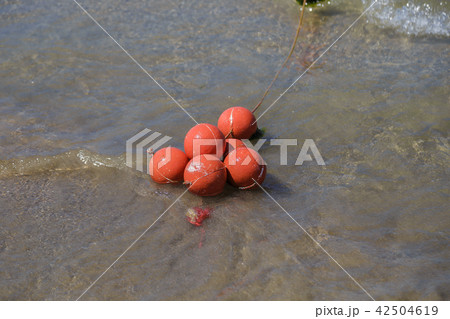 Red buoys in the open sea on a sunny day. 42504619