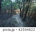 木漏れ日の山道（横長） 42504622