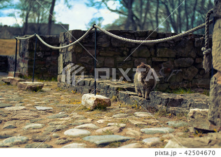 Prety cat on the castle rocks  42504670