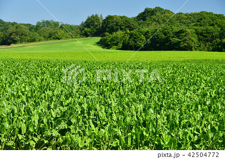 快晴の青空をバックに北海道厚沢部町鶉地区のビート畑の盛夏の風景を撮影 快晴の青空をバックに北海道厚沢部町鶉地区のビート畑の盛夏の風景を撮影 42504772