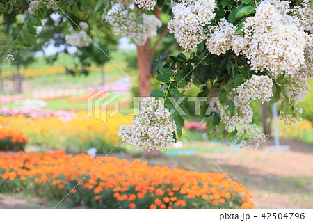 夏の公園 サルスベリの花 夏の公園 サルスベリの花 42504796