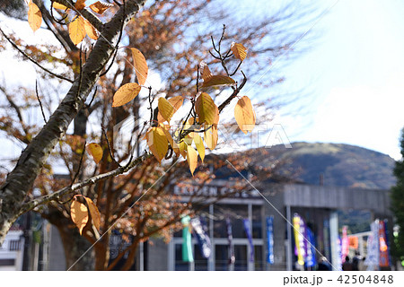 芦の湖畔の紅葉 芦の湖畔の紅葉 42504848
