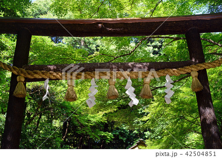 野宮神社の黒木の鳥居 野宮神社の黒木の鳥居 42504851