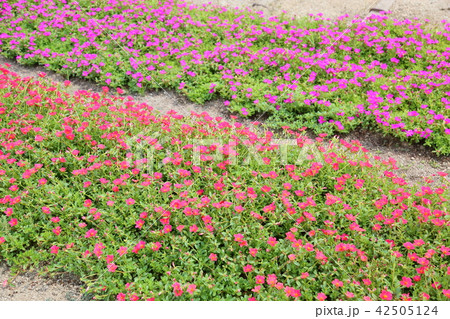 ポーチュラカの花 42505124