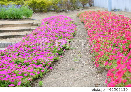 ポーチュラカの花の写真素材