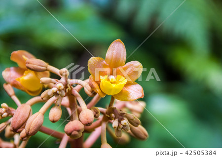 ツチアケビ(土木通) ツチアケビ(土木通) 42505384