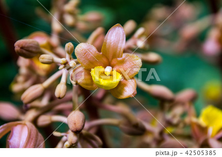 ツチアケビ（土木通） 42505385