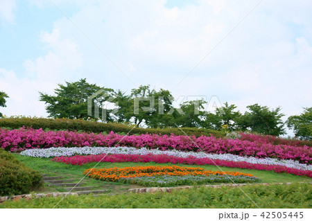 夏の花壇 42505445