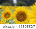 ひまわり 42505527