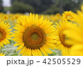 ひまわり 42505529