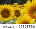ひまわり 42505530