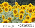 ひまわり 42505531