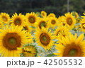 ひまわり 42505532