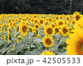 ひまわり 42505533
