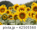 ひまわり 42505560