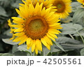 ひまわり 42505561