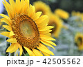 ひまわり 42505562
