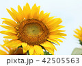 ひまわり 42505563
