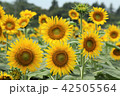 ひまわり 42505564