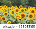 ひまわり 42505565