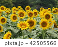 ひまわり 42505566